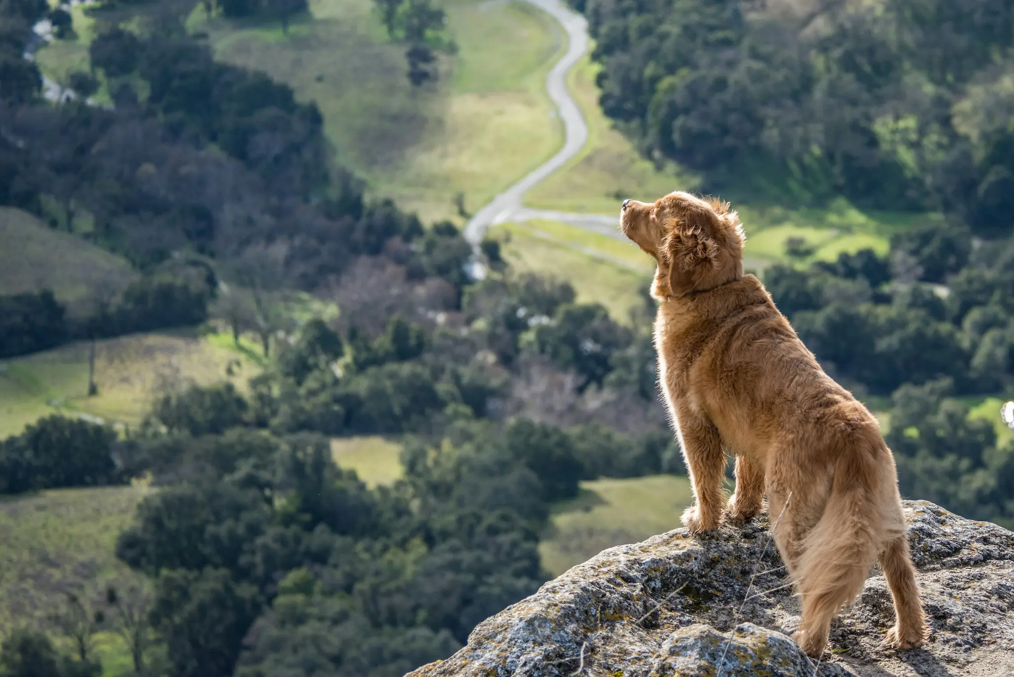 A golden retriever stadning on the edge of a large cliff overlooking a beautiful lush valley. The dog is looking out into the distance with a happy expression on its face. The sun is setting in the background, casting a warm glow over the entire scene.