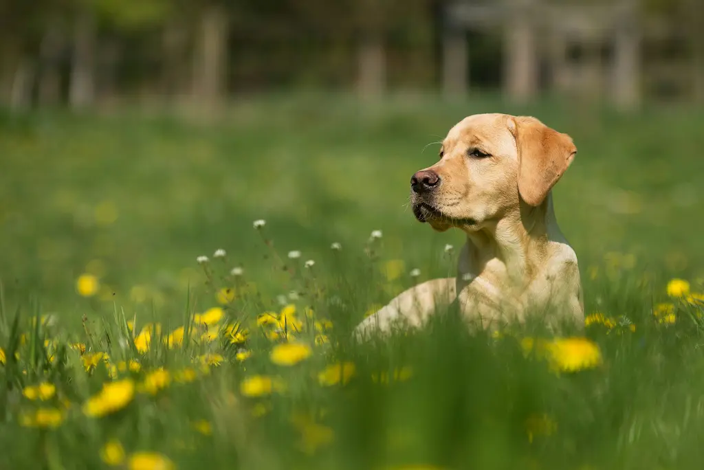 A golden retriever laying down in a grass field filled with dandelions while looking off into the distance to the left.