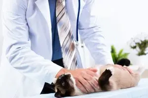 A veterinarian examining a black and light tan colored cat. The cat is laying on a metal table and the veterinarian is wearing a stethoscope.