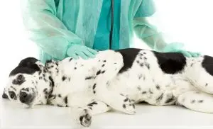 A veterinarian wearing a green plastic covering over their scrubs examining a black and white dalmation. The dog is laying on a metal table while looking at the camera.