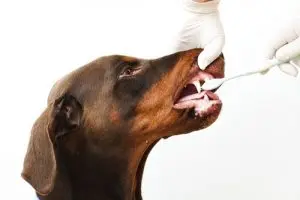 A doberman getting its teeth brushed by a veterinarian. The dog is sitting up and facing the veterinarian, who is brushing the dog's teeth with a white toothbrush.