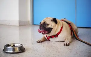 A slightly overweight pug laying down next to a water bowl. The pug is looking to the left with a happy expression on its face.