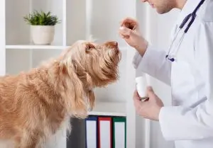 A veterinarian feeding a medium sized long haired tan dog a treat. The dog is sitting up and looking at the veterinarian with a happy expression on its face.