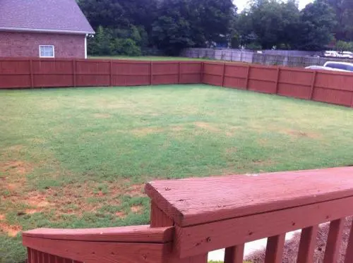 The grass filled backyard of Houston Lake Animal Hospital. The yard is surrounded by a tall wooden fence and is filled with lush green grass.